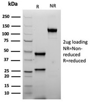 INHA Antibody