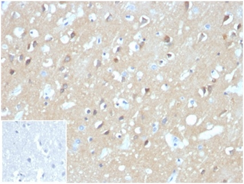 AQP4 Antibody