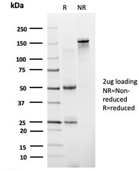 ZNF81 Antibody