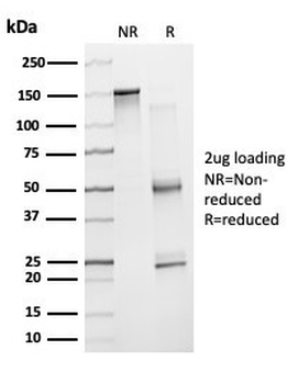 ZNF81 Antibody
