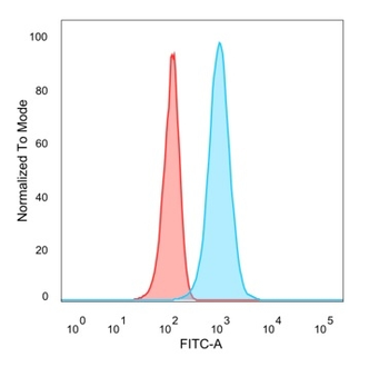 HOXB2 Antibody