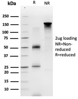 GTF2A1 Antibody