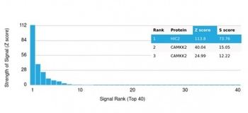 HIC2 Antibody