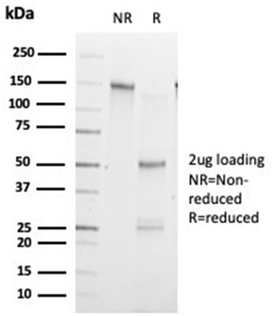 ZHX3 Antibody