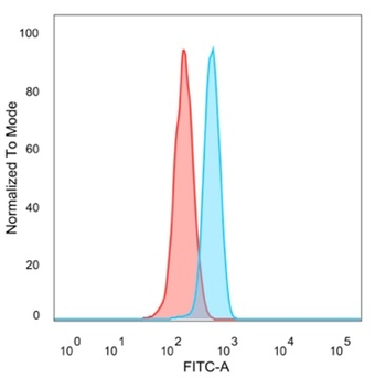 MEF2B Antibody