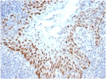 SOX2 Antibody