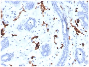 FABP4 Antibody
