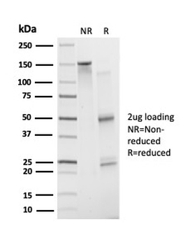 ATF2 Antibody