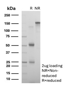 BCL6 Antibody
