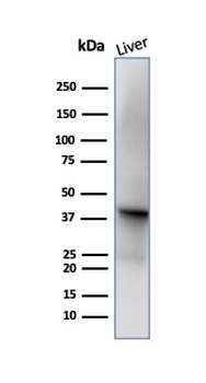 GLUL Antibody