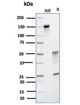 GLUL Antibody