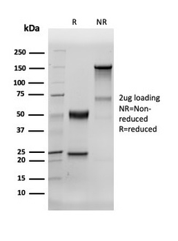 Recombinant Human Nuclear Antigen (HNA) (Human Cell Marker) Antibody