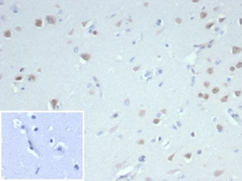 RBFOX3 Antibody