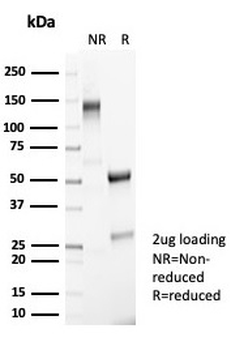 RBFOX3 Antibody