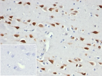RBFOX3 Antibody