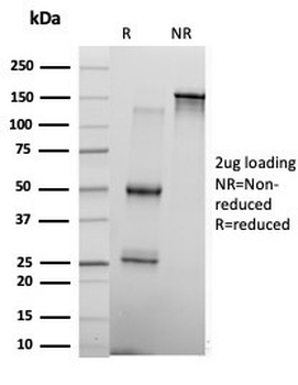 KLF17 Antibody