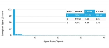 TADA1 Antibody
