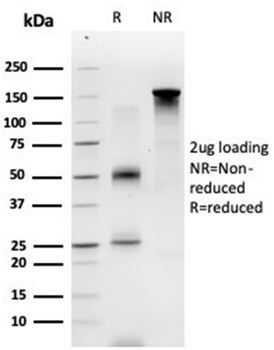 ECD Antibody