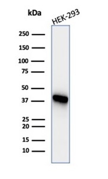 CKB Antibody