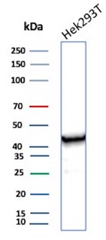 CKB Antibody