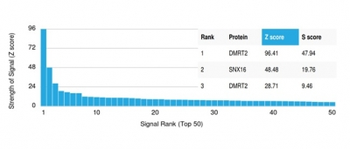 DMRT2 Antibody