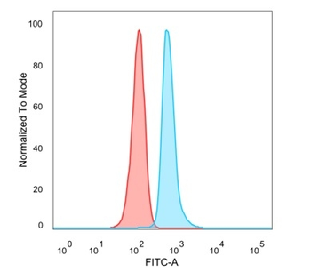 DMRT2 Antibody