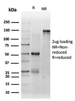DMRT2 Antibody
