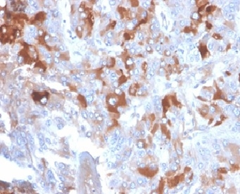 CLU Antibody