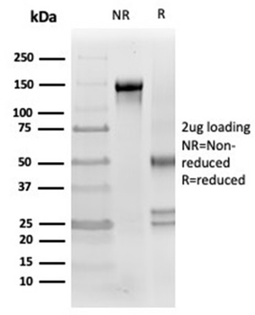 CLU Antibody