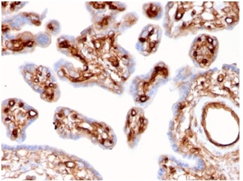 SPTAN1 Antibody