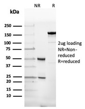 SPTAN1 Antibody