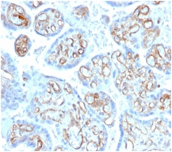 SPTAN1 Antibody