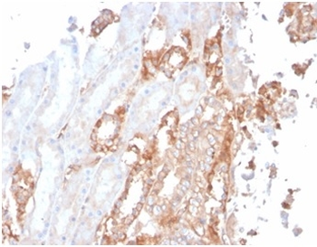 SPTAN1 Antibody