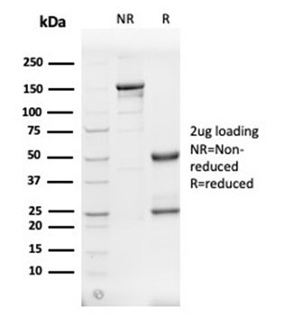 SPTAN1 Antibody