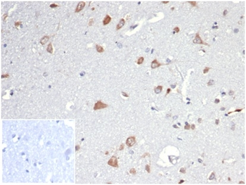 SPP1 Antibody