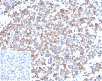 SPARC Antibody