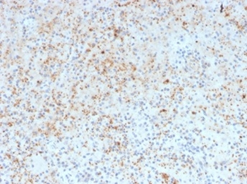 SPARC Antibody