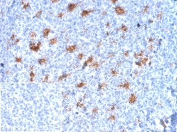 SPARC Antibody