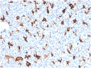 SPARC Antibody