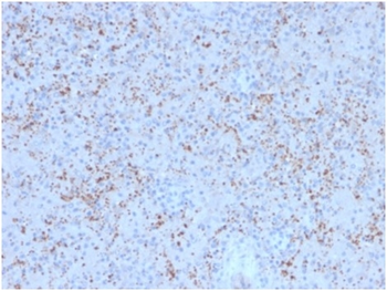 SPARC Antibody