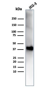 SPARC Antibody