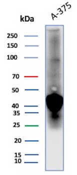 SPARC Antibody