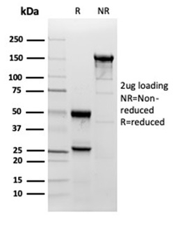 SOD1 Antibody