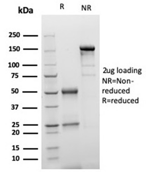 S100B Antibody