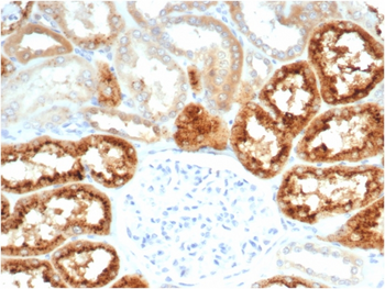 RBP4 Antibody