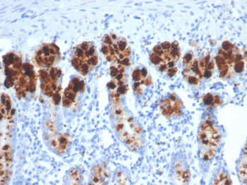 LYZ Antibody