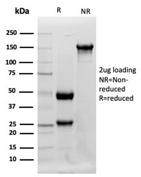 LYZ Antibody