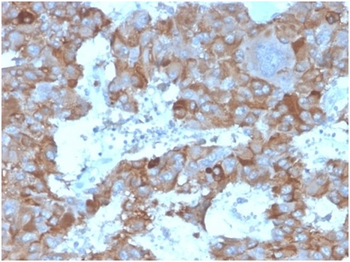 IL3 Antibody
