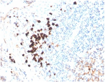 IGHA1 Antibody