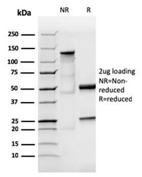 IGHA1 Antibody